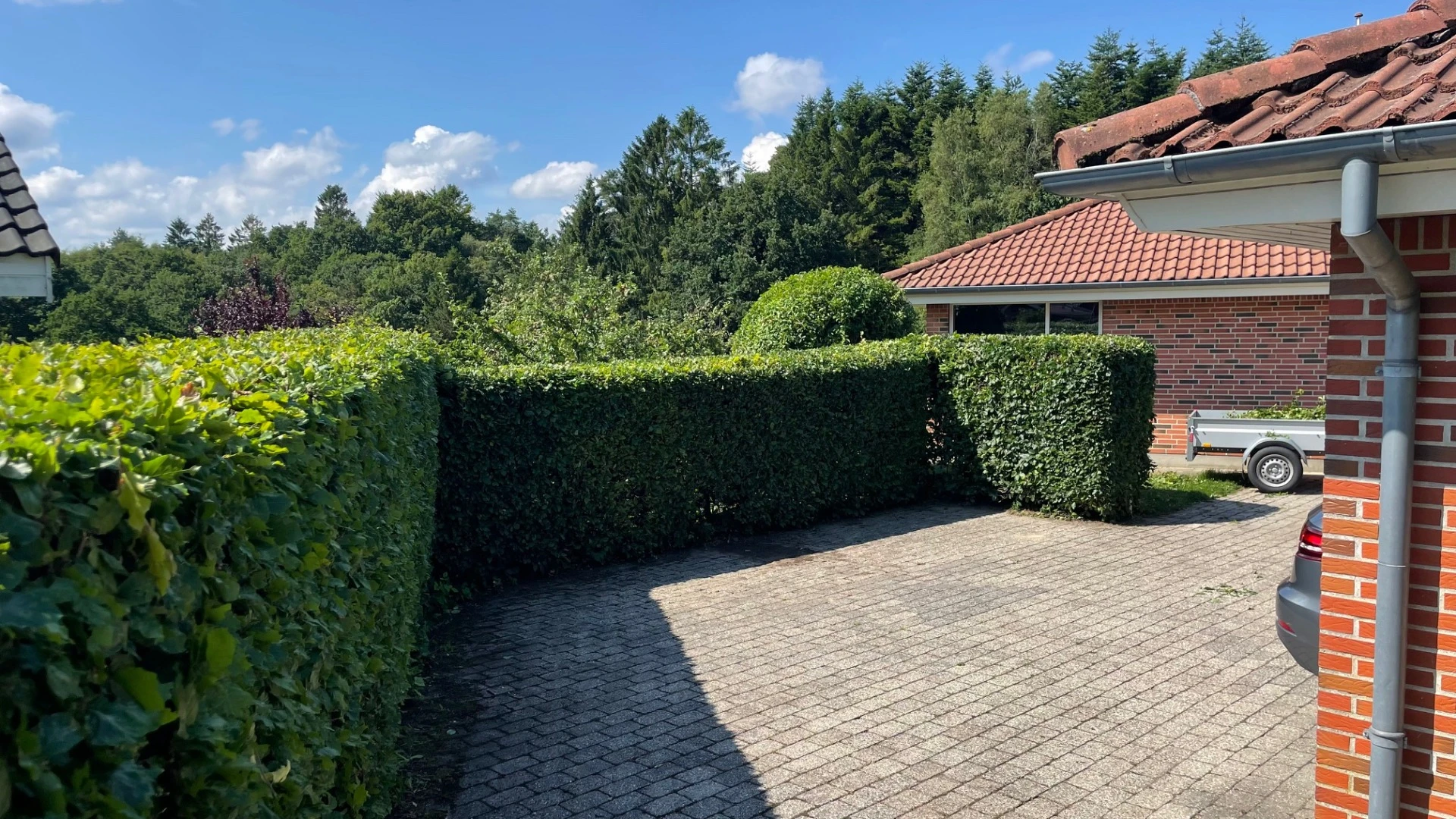Bøgehæk langs indkørsel